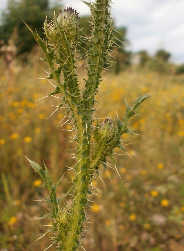 Изображение особи Carduus acanthoides.