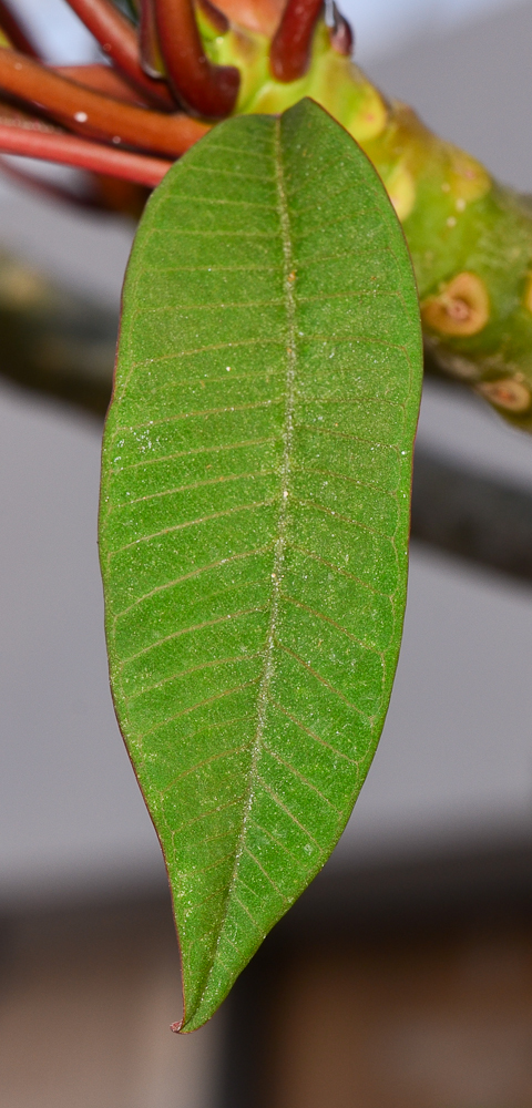 Image of Plumeria rubra specimen.