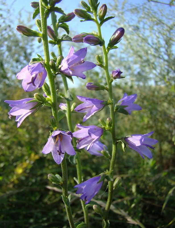 Image of Campanula bononiensis specimen.