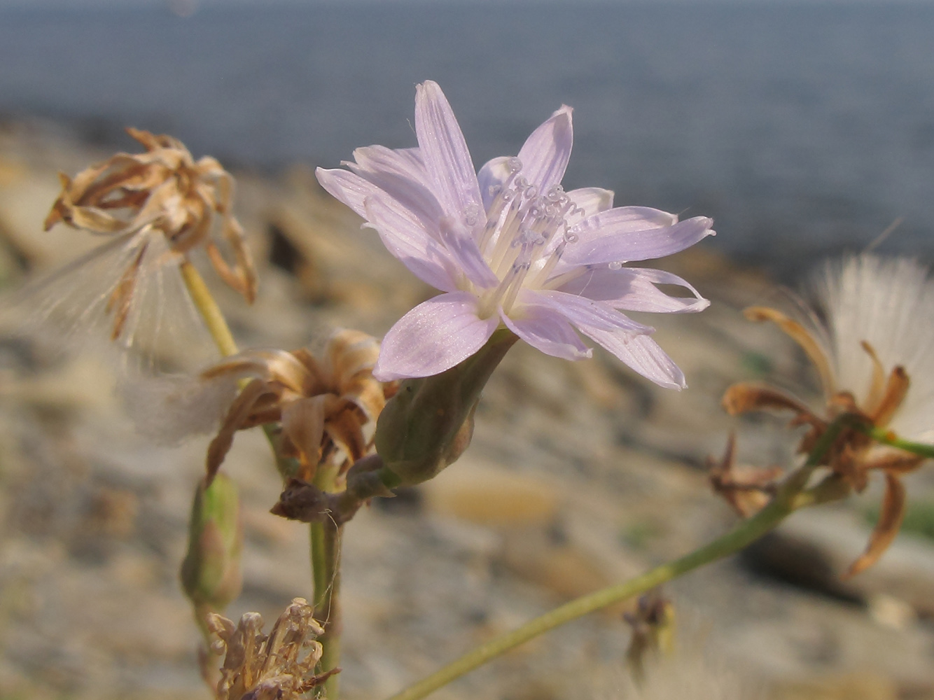 Image of Lactuca tatarica specimen.