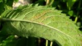 Mentha longifolia. Лист с поражениями (вид снизу). Архангельск, у жилья. 07.09.2014.