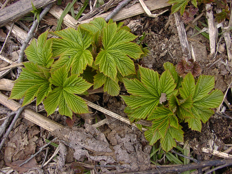 Image of Filipendula camtschatica specimen.