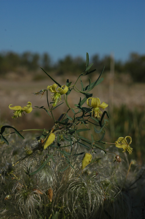 Image of Clematis orientalis specimen.