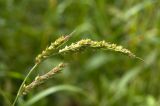 Echinochloa crus-galli