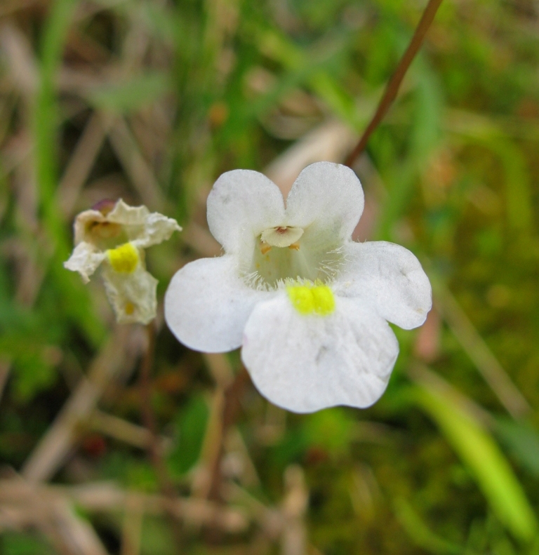 Изображение особи Pinguicula alpina.