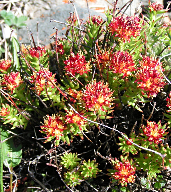 Image of Rhodiola quadrifida specimen.