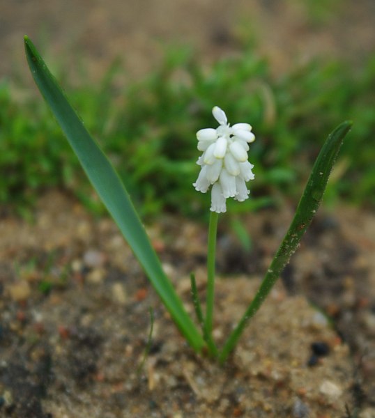 Image of Pseudomuscari pallens specimen.