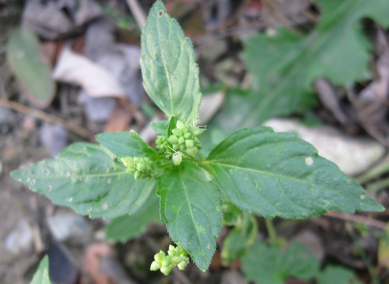 Изображение особи Mercurialis annua.