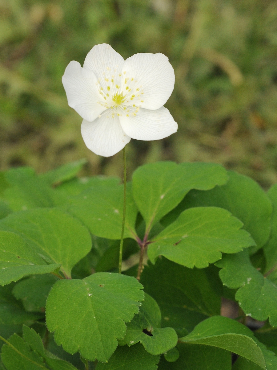 Image of Anemone udensis specimen.