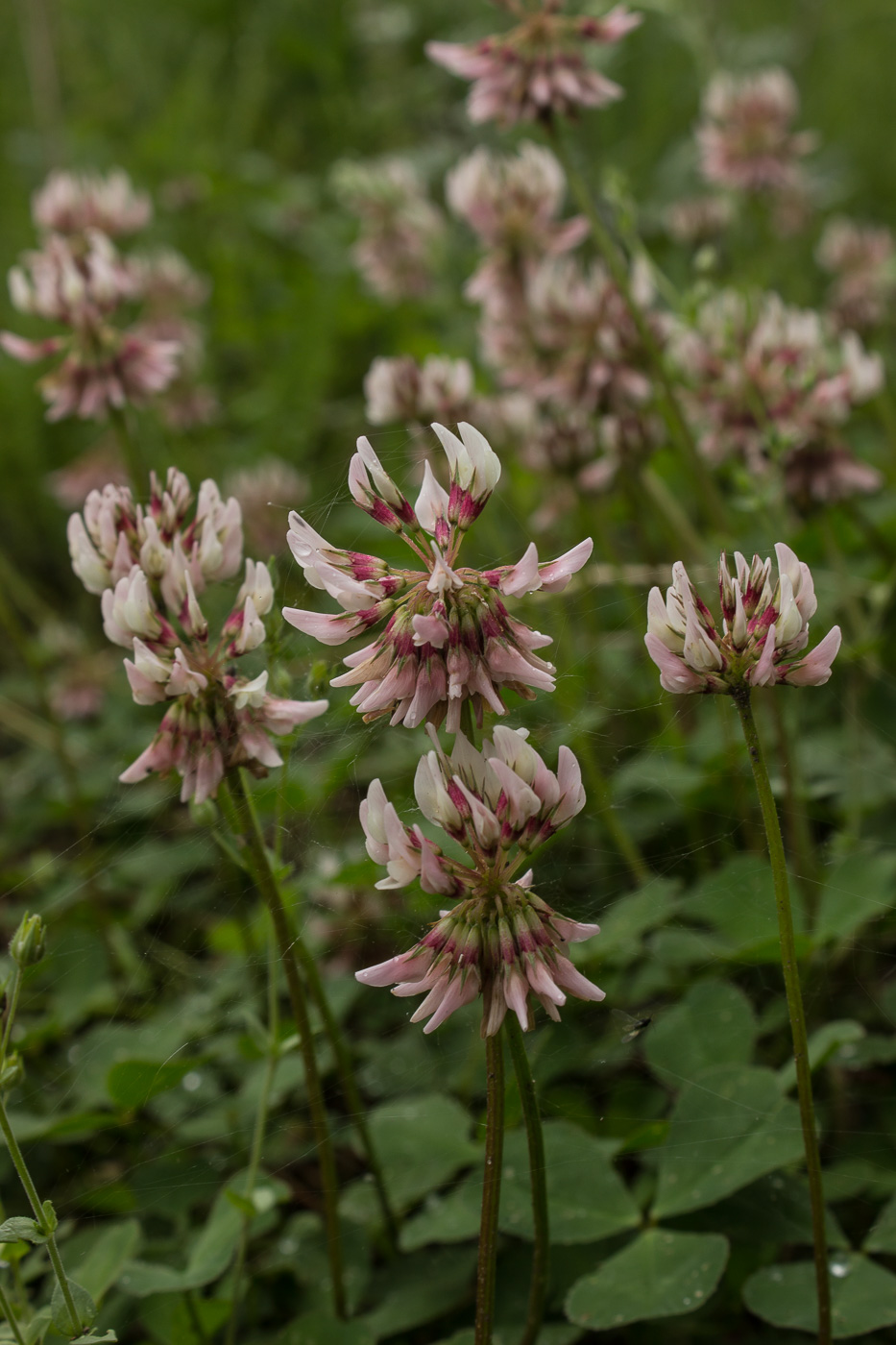 Image of Trifolium repens specimen.