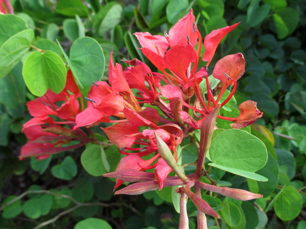 Image of Bauhinia galpinii specimen.