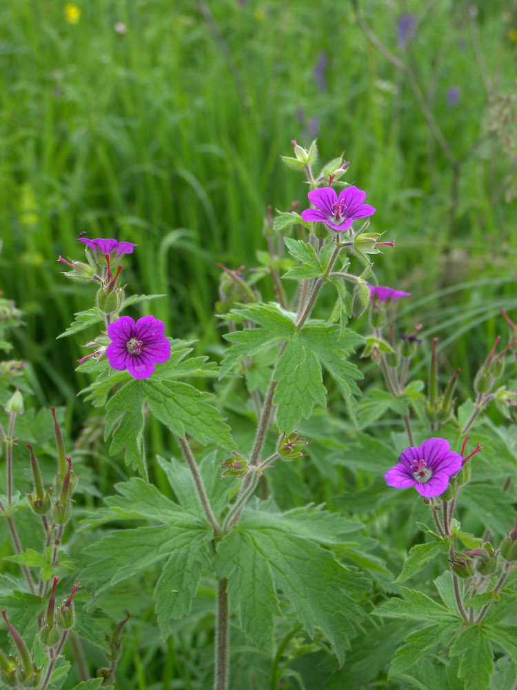 Image of Geranium sylvaticum specimen.