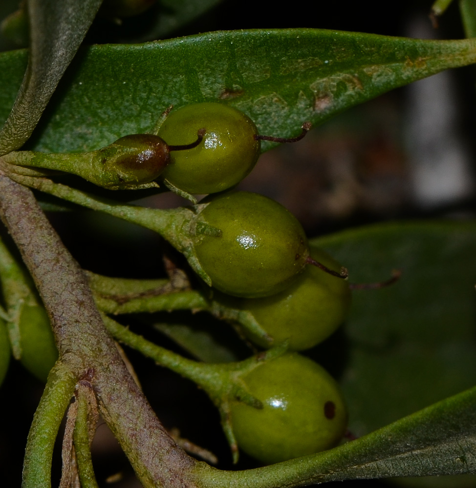 Image of Myoporum boninense specimen.