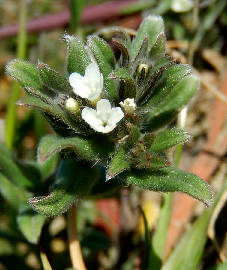 Изображение особи Buglossoides arvensis.