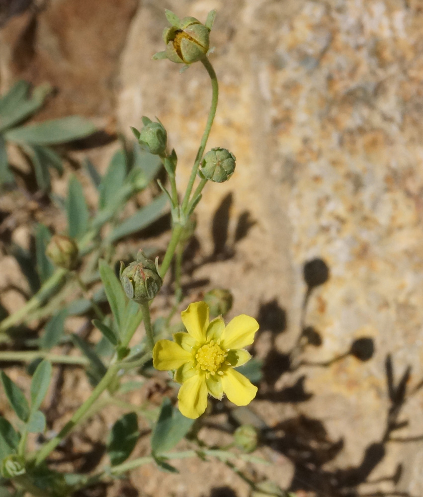 Image of Potentilla orientalis specimen.