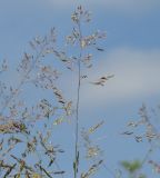 genus Agrostis. Соцветие. Иркутская обл., Иркутский р-н, окр. с. Смоленщина. 10.07.2015.