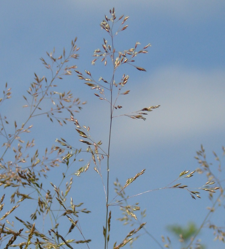 Изображение особи род Agrostis.