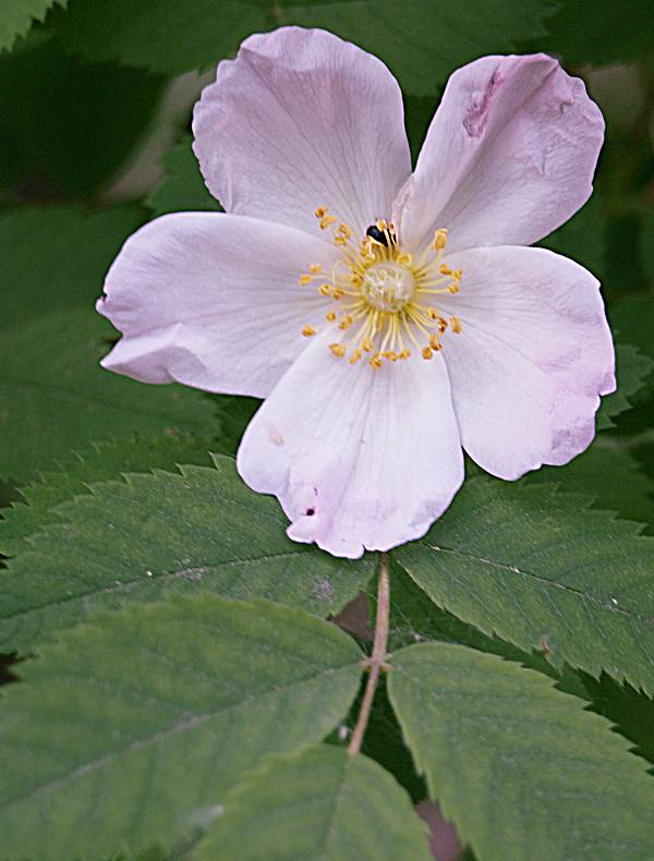 Image of Rosa acicularis specimen.