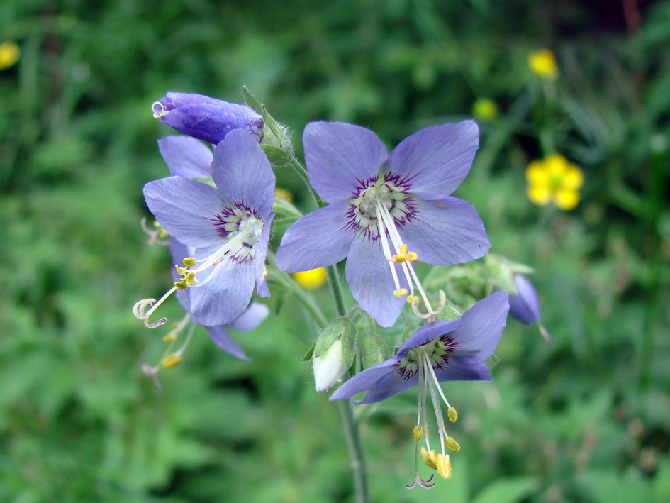 Изображение особи Polemonium caeruleum.