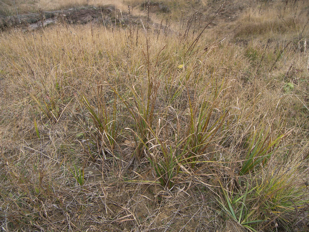 Изображение особи Carex pamirica ssp. dichroa.