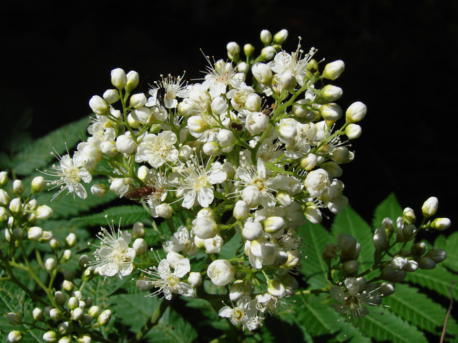 Image of Sorbaria sorbifolia specimen.