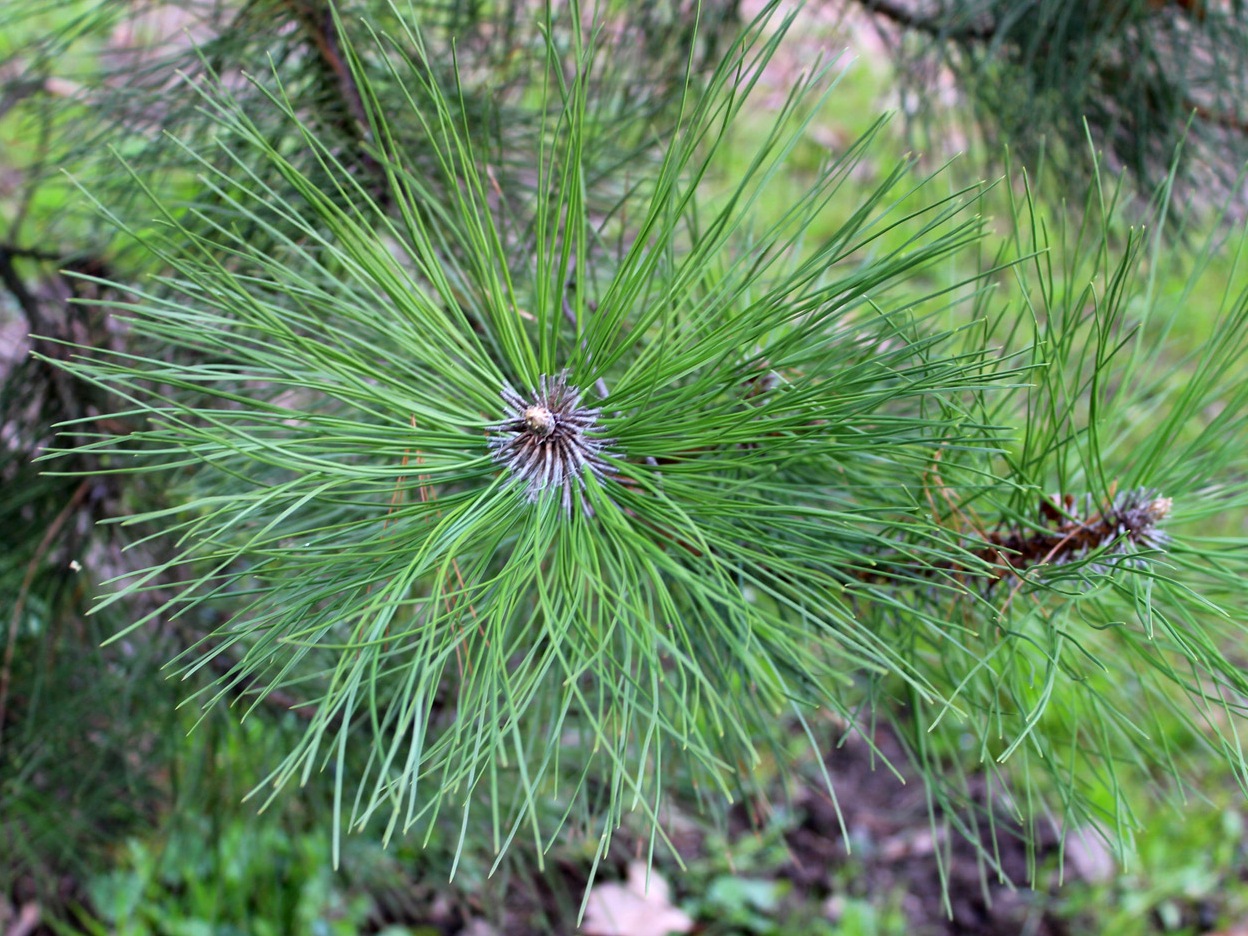 Изображение особи Pinus nigra.