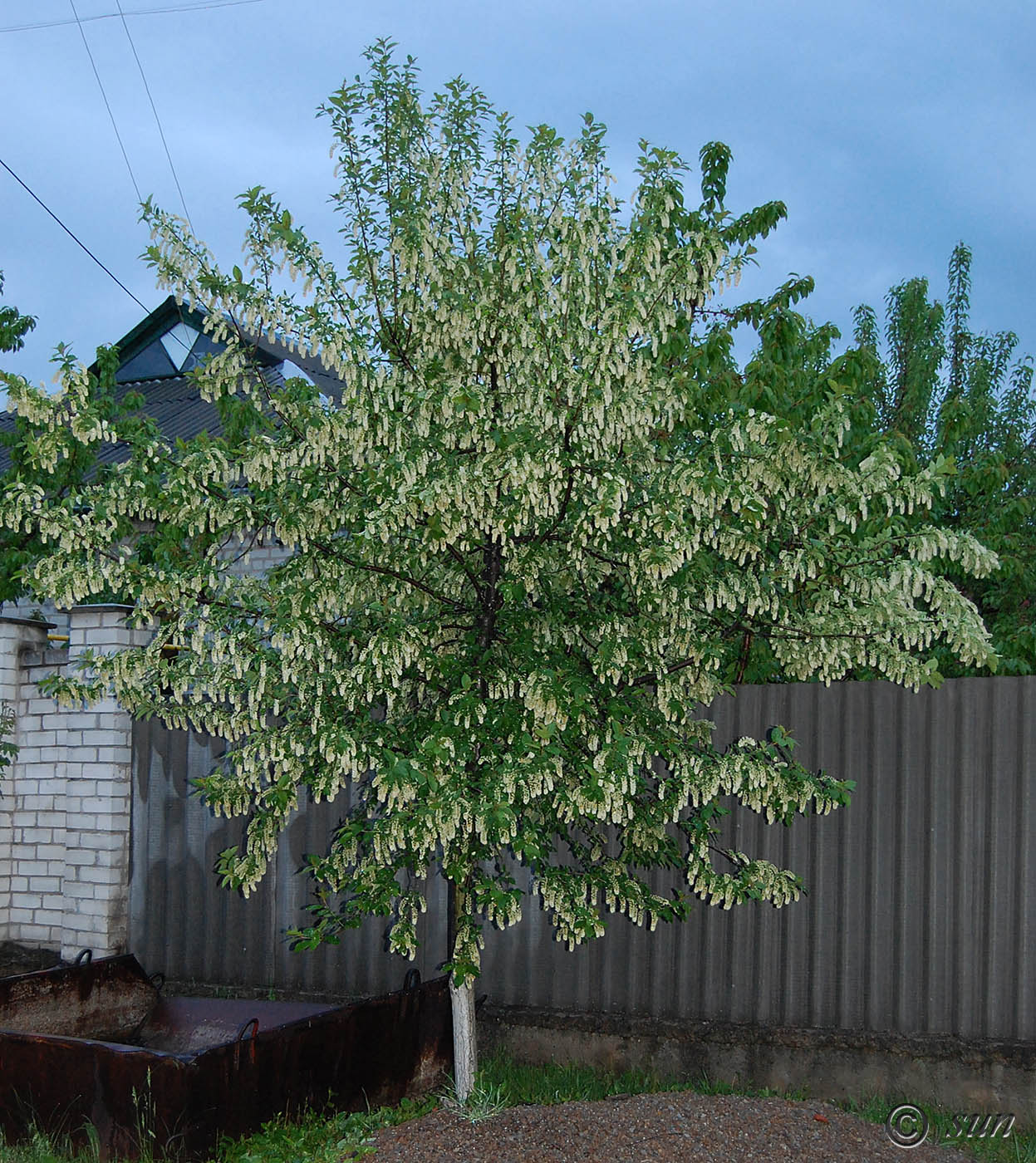 Изображение особи Padus virginiana.