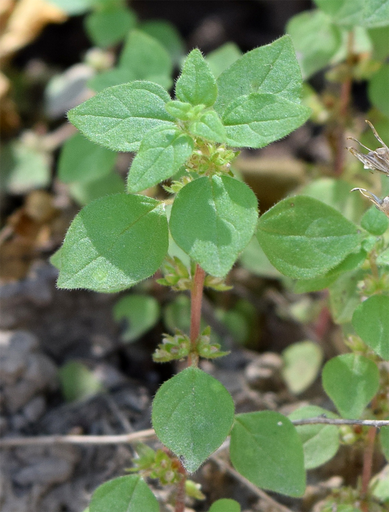 Изображение особи Parietaria chersonensis.