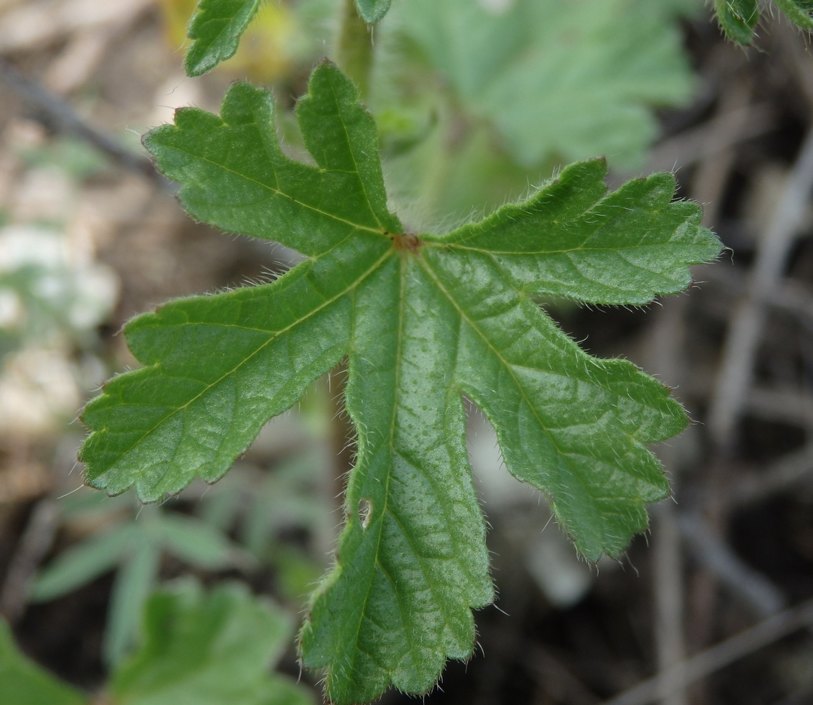 Image of Malva setigera specimen.