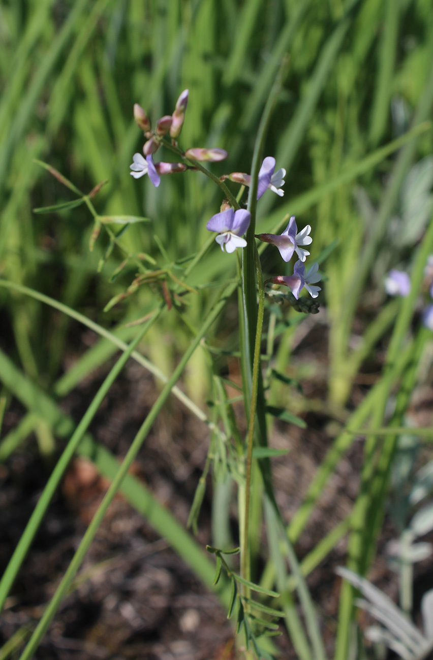 Image of Astragalus austriacus specimen.