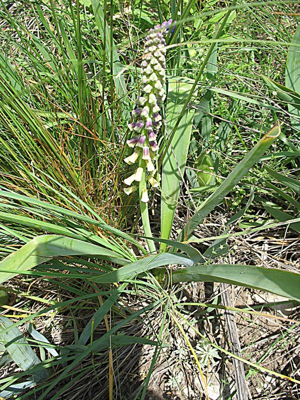 Image of Leopoldia tenuiflora specimen.