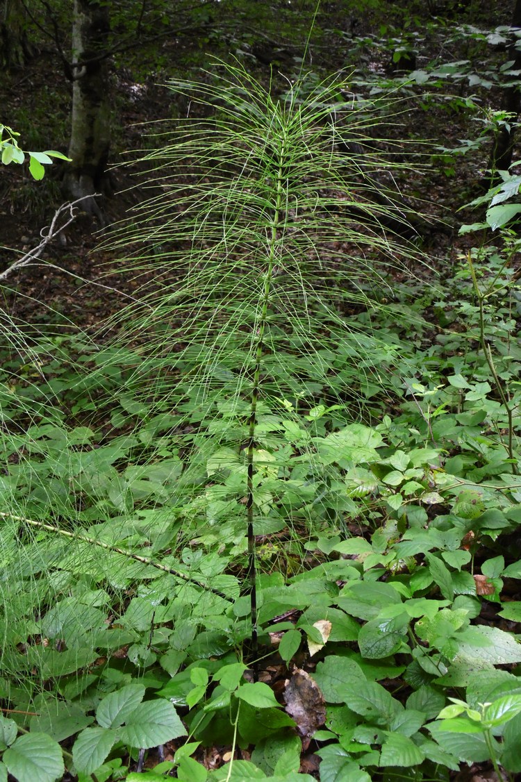 Image of Equisetum telmateia specimen.