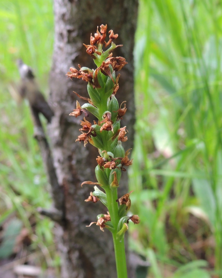 Изображение особи Pseudorchis albida.