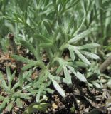 Artemisia splendens