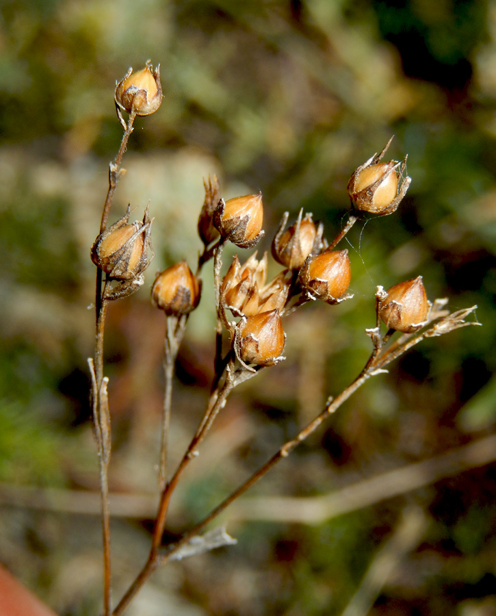 Image of Linum corymbulosum specimen.