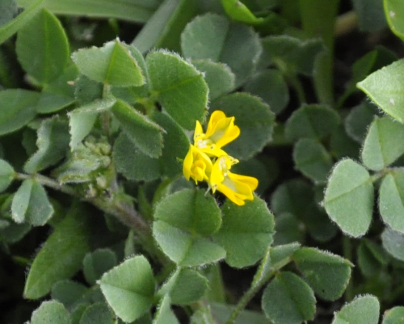 Image of genus Medicago specimen.