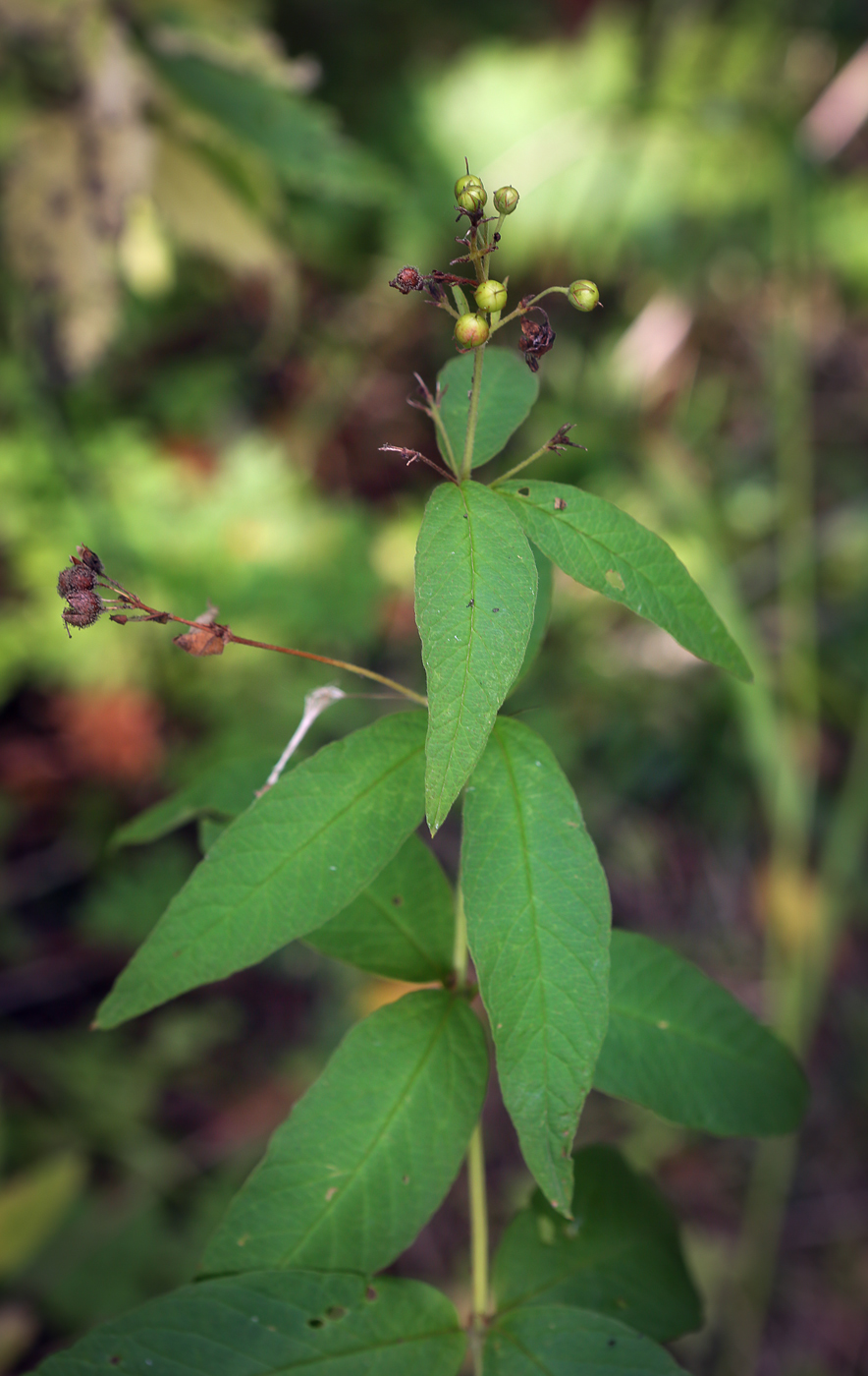 Image of Lysimachia vulgaris specimen.