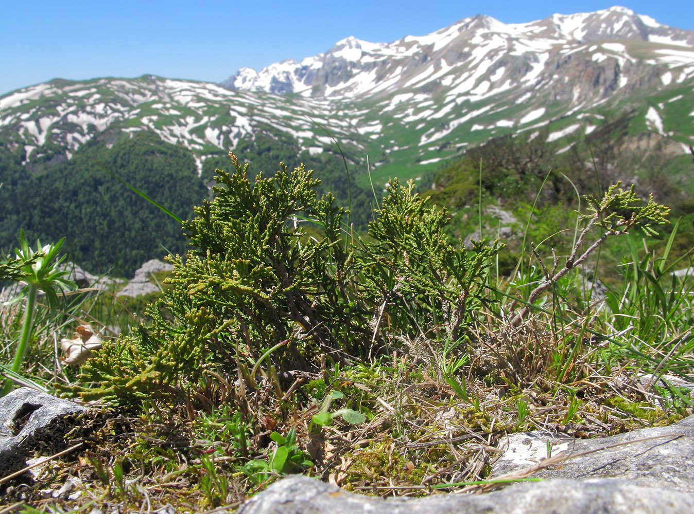 Image of Juniperus sabina specimen.