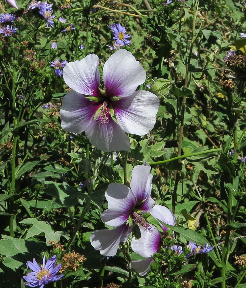 Image of Malva subovata specimen.