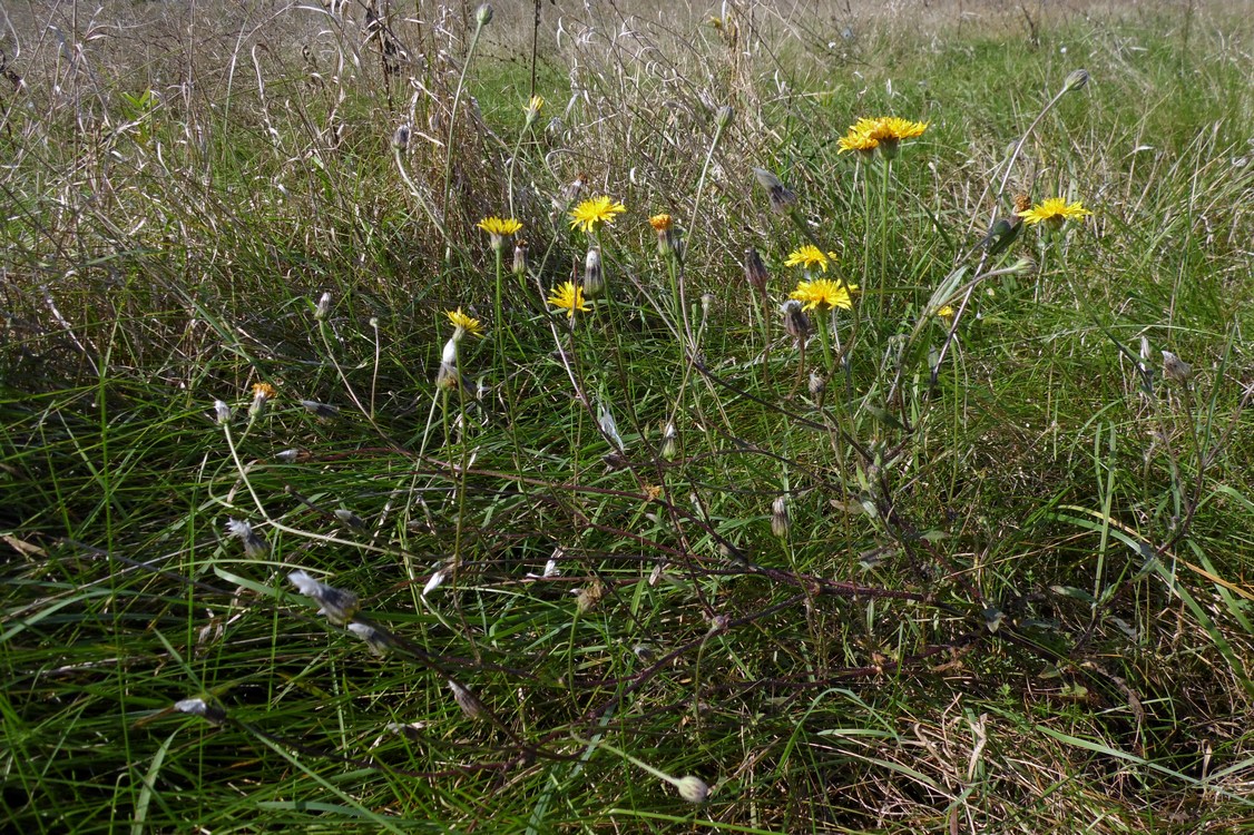 Image of Crepis rhoeadifolia specimen.