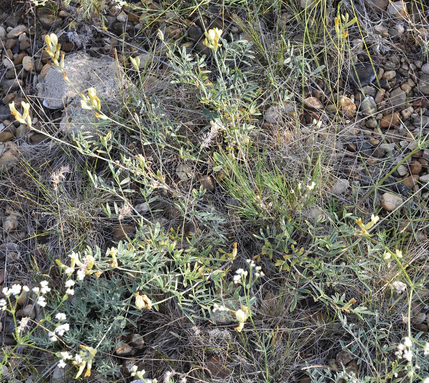 Image of Astragalus storozhevae specimen.