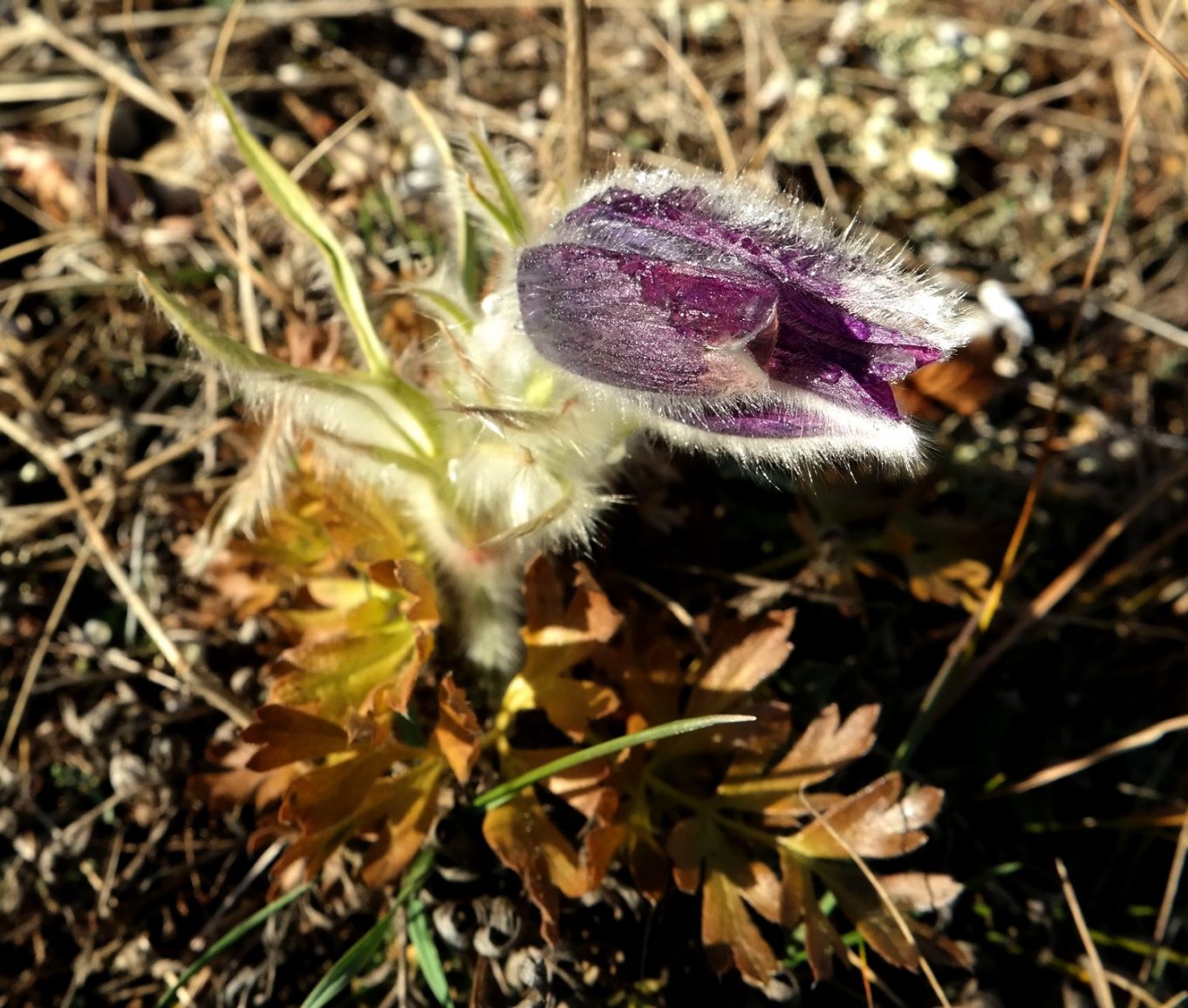 Image of Pulsatilla taurica specimen.