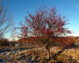 Смотреть изображение Crataegus monogyna