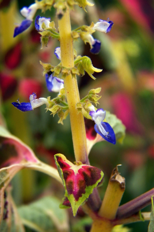 Image of Coleus scutellarioides specimen.