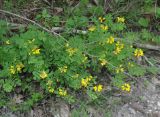 Coronilla coronata