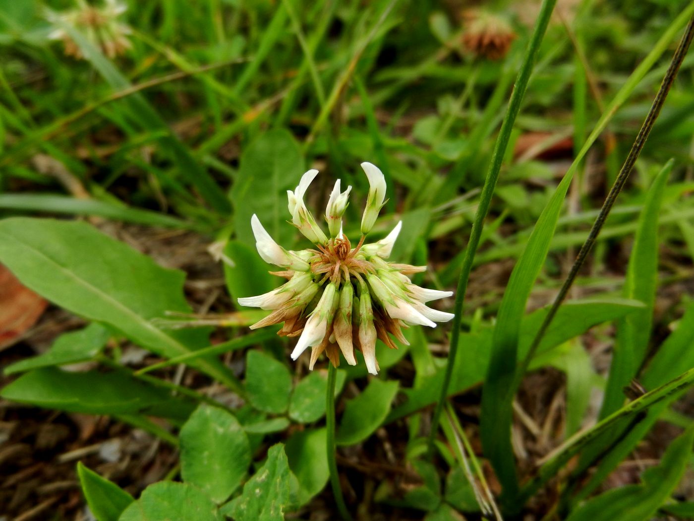 Изображение особи Trifolium repens.