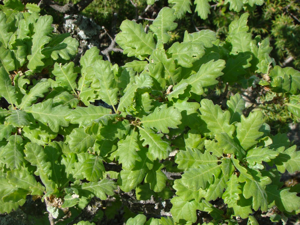 Image of Quercus pubescens specimen.