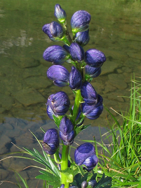 Image of Aconitum firmum specimen.