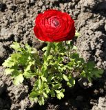 Ranunculus asiaticus