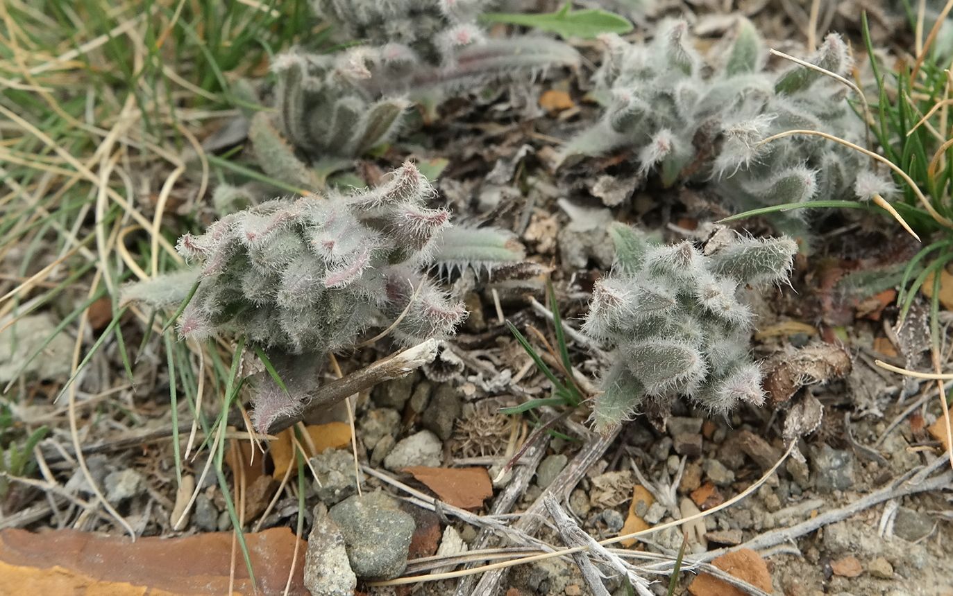 Image of genus Nonea specimen.